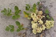 Glehnia littoralis